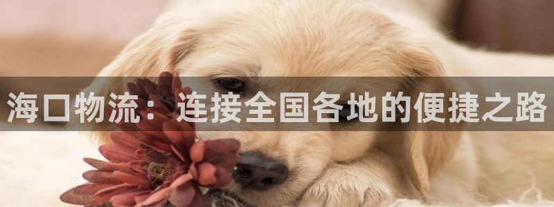 ,优游国际注册地址：海口物流：连接全