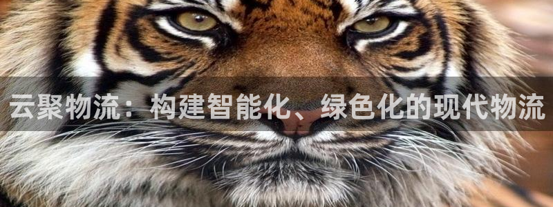 ,优游国际是什么软件：云聚物流：构建