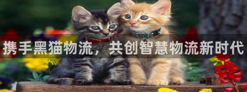 ,优游国际麻将：携手黑猫物流，共创智